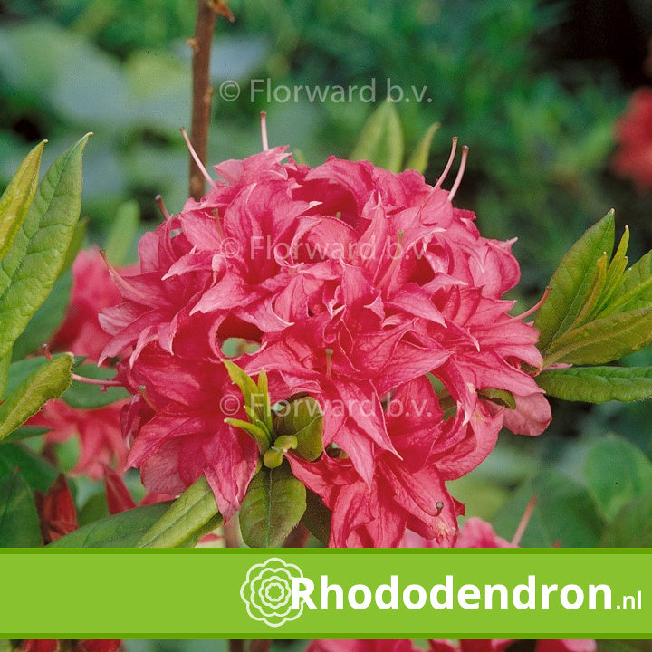 Azalea Mollis Homebush kopen Beste kwaliteit allerlaagste prijs
