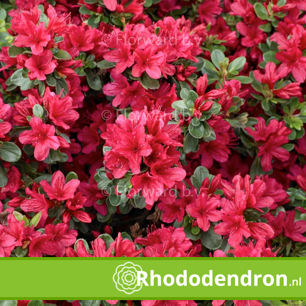 Azalea Japonica 'Ageeth'