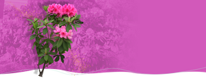 Rhododendron.nl