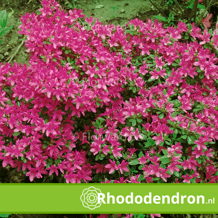 Azalea Japonica 'Fumiko'