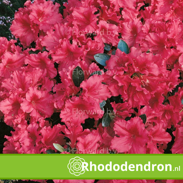 Azalea Japonica 'Geisha Red'