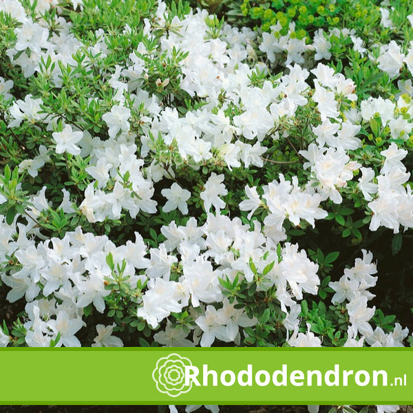 Azalea Japonica 'Luzi'