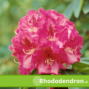 Rhododendron 'Wilgen's Ruby'