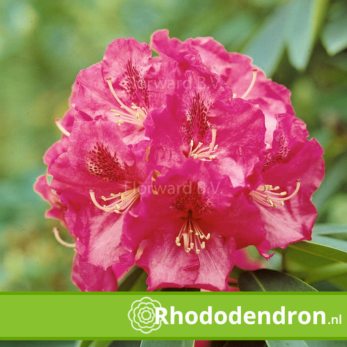 Rhododendron 'Wilgen's Ruby'