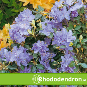 Dwerg Rhododendron 'Blue Diamond'