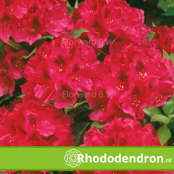 Rhododendron 'Lord Roberts'