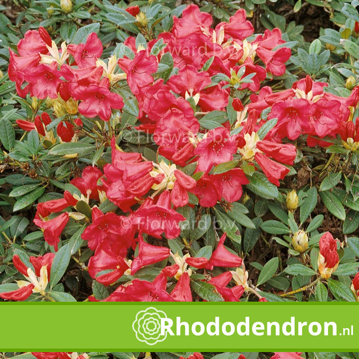 Dwerg Rhododendron 'Elizabeth'