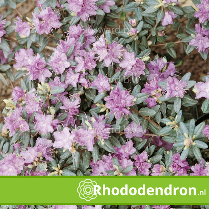 Dwerg Rhododendron 'Arends Favorit'