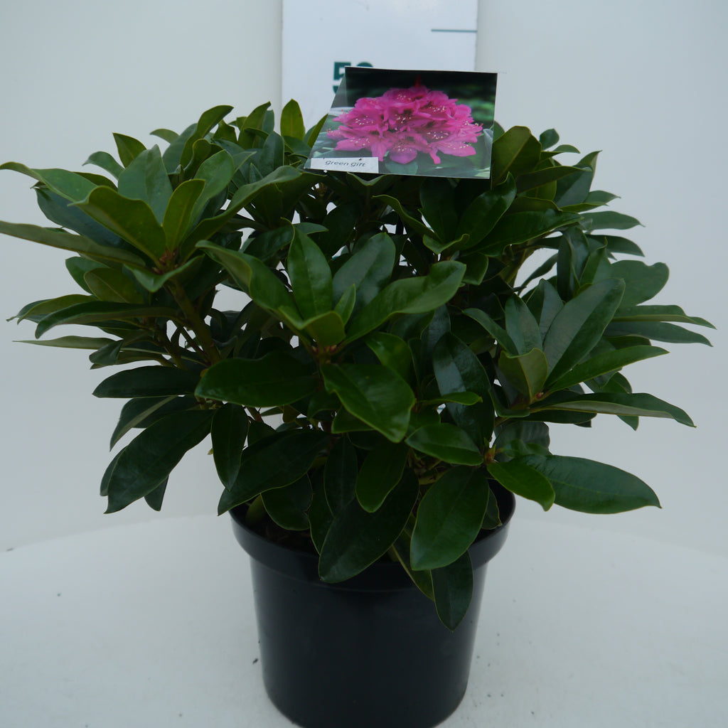 Rhododendron 'Anah Kruschke'