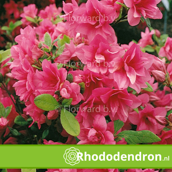 Azalea Japonica 'Florida'