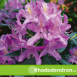 Rhododendron 'Ponticum'