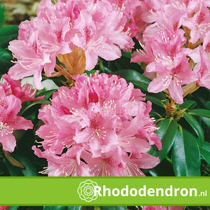 Rhododendron 'Cheer'