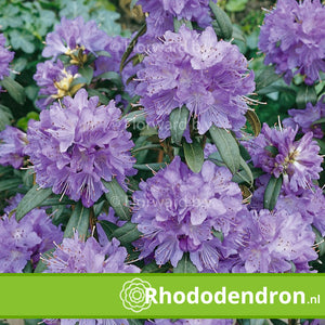 Dwerg Rhododendron 'Blue Tit Magor'