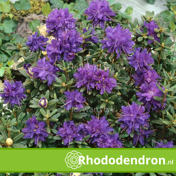 Dwerg Rhododendron 'Azurika'