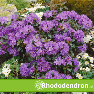 Dwerg Rhododendron 'Gristede'