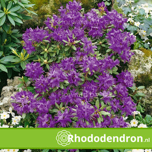 Dwerg Rhododendron 'Blue Silver'