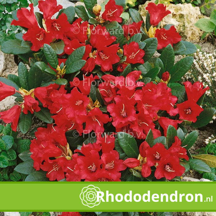 Dwerg Rhododendron 'Baden-Baden'