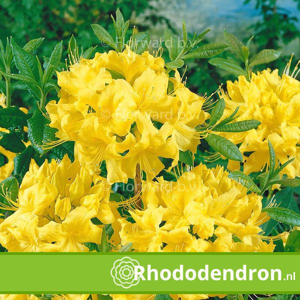 Azalea Mollis 'Harvest Moon'