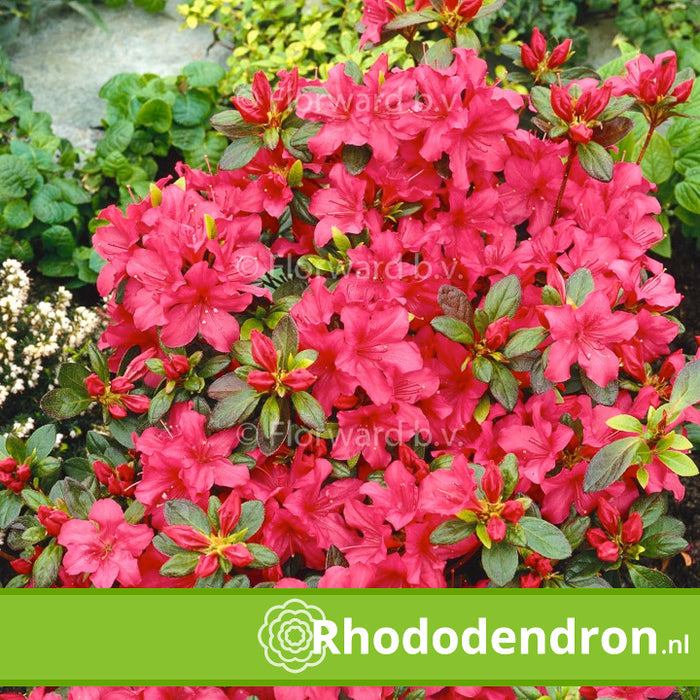 Azalea Japonica 'Excelsior'