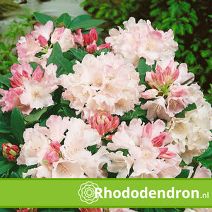 Rhododendron Yakushimanum 'Dreamland'