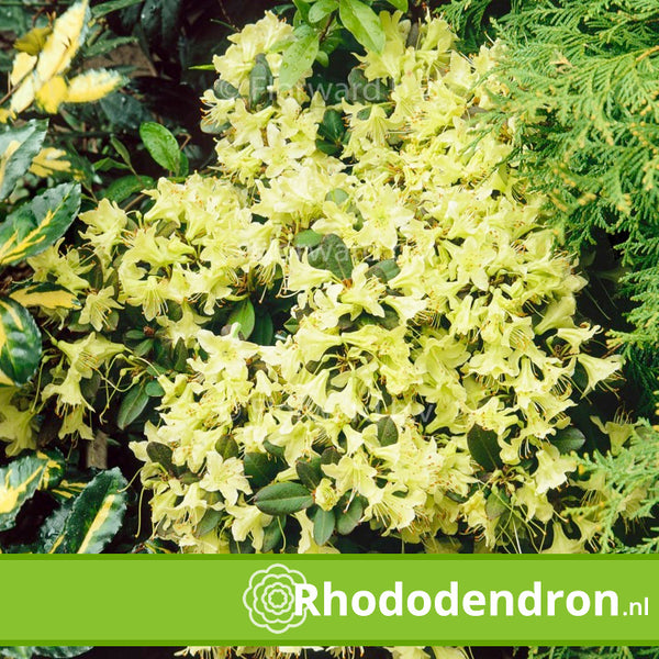 Dwerg Rhododendron 'Shamrock'