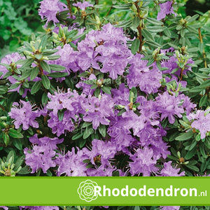 Dwerg Rhododendron 'Impeditum Select'