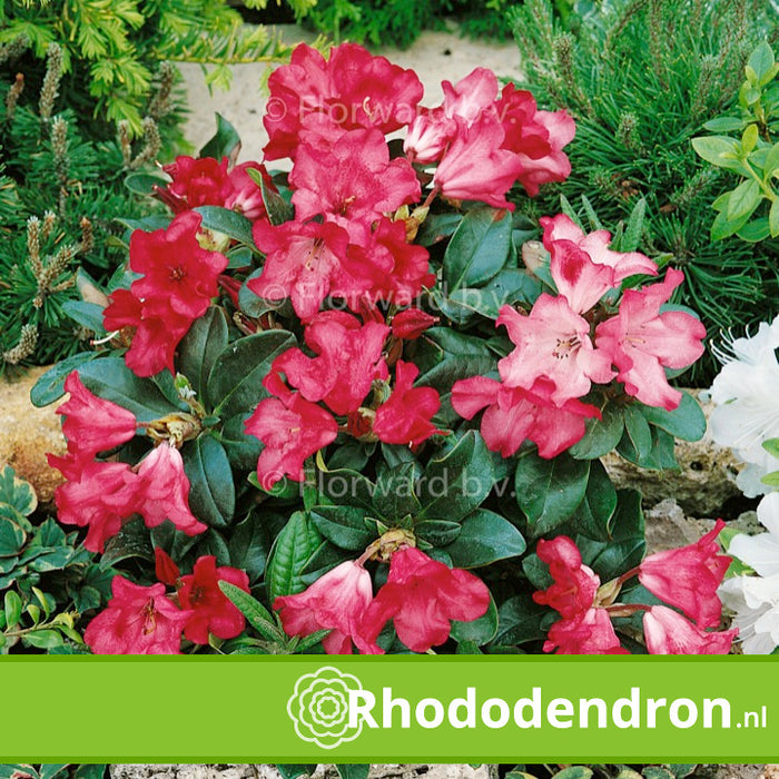 Dwerg Rhododendron 'Abendrot'