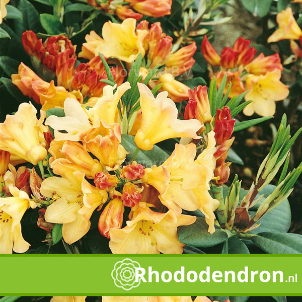 Rhododendron 'Nancy Evans'