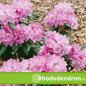 Rhododendron Yakushimanum 'Caroline Allbrook'