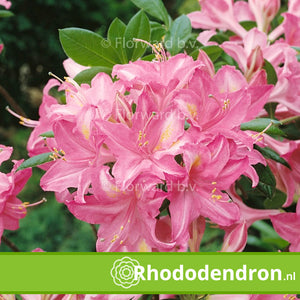 Azalea Mollis 'Jolie Madame'