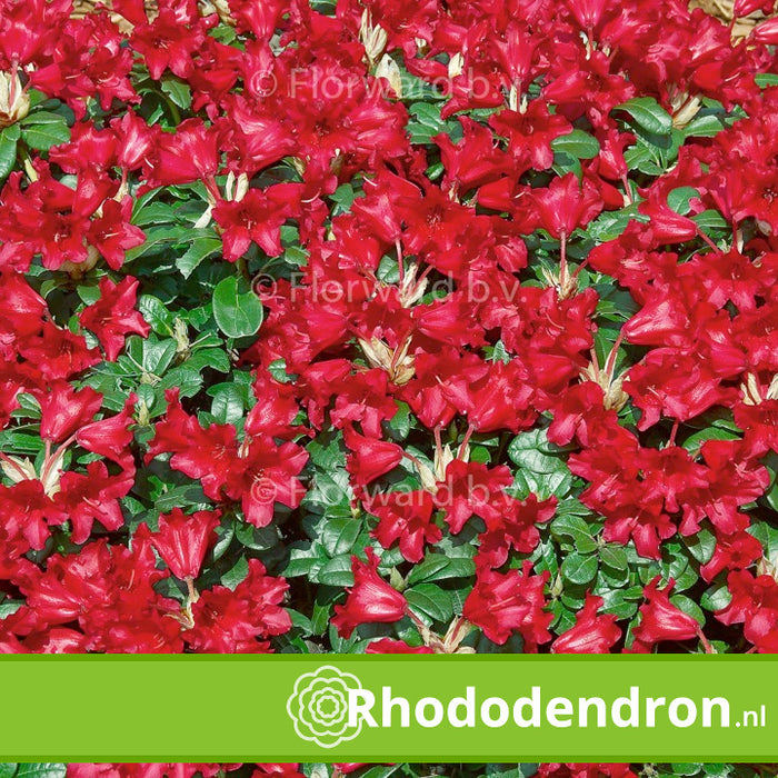 Dwerg Rhododendron 'Bengal'