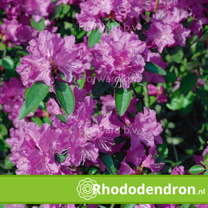 Dwerg Rhododendron 'Regal'