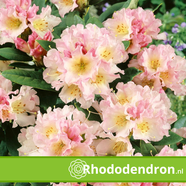 Rhododendron 'Horizon Monarch'
