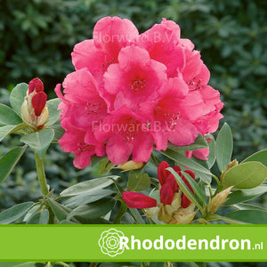Rhododendron 'Anna Rose Whitney'