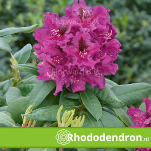 Rhododendron 'Azurro'