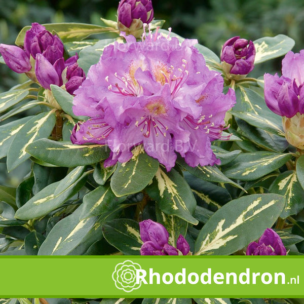 Rhododendron 'Goldflimmer'