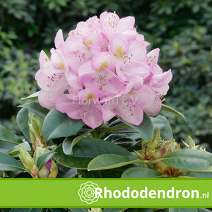 Rhododendron 'Gomer Waterer'