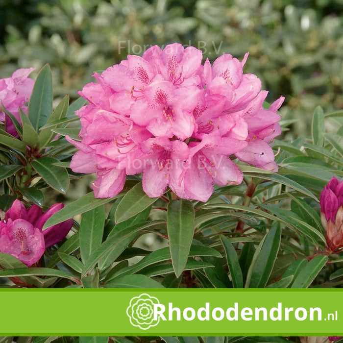 Rhododendron Ponticum 'Graziella'