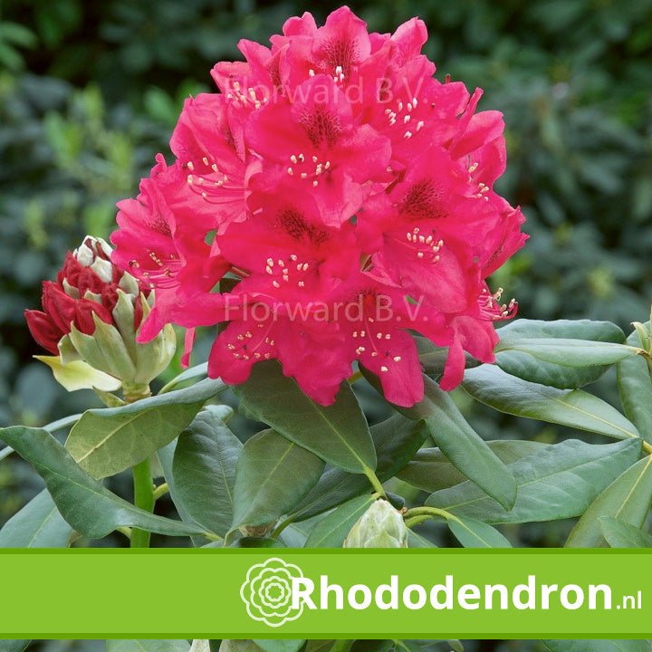 Rhododendron 'Nova Zembla'
