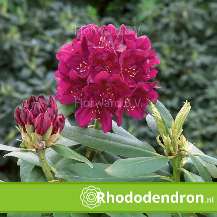 Rhododendron 'Polarnacht'