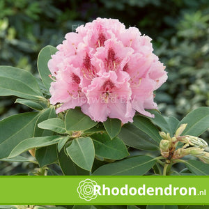 Rhododendron 'Albert Schweitzer'