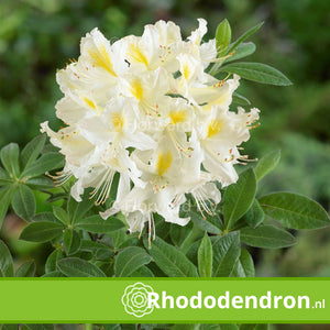 Azalea Mollis 'Daviesii'