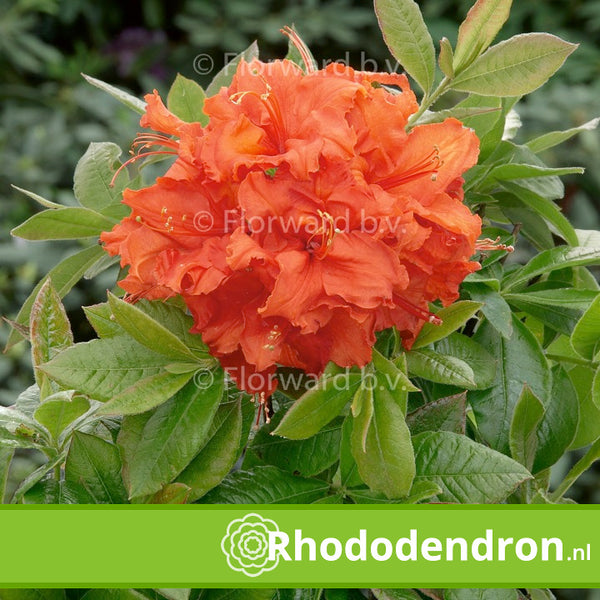 Azalea Mollis 'Gibraltar'