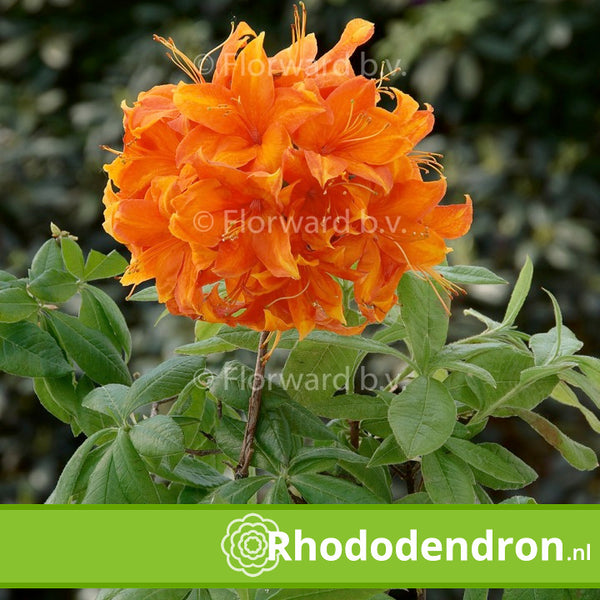 Azalea Mollis 'Golden Eagle'