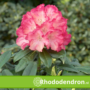 Rhododendron Yakushimanum 'Fantastica'