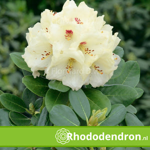 Rhododendron Yakushimanum 'Flava'