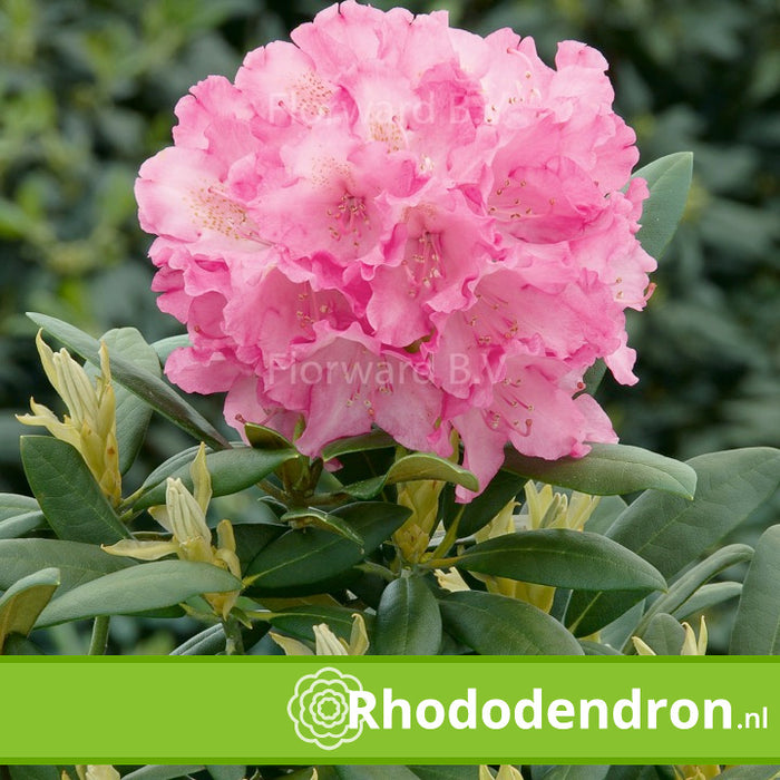 Rhododendron Yakushimanum 'Kalinka'