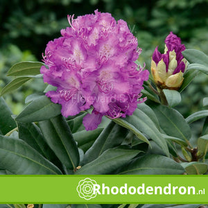 Rhododendron 'Alfred'