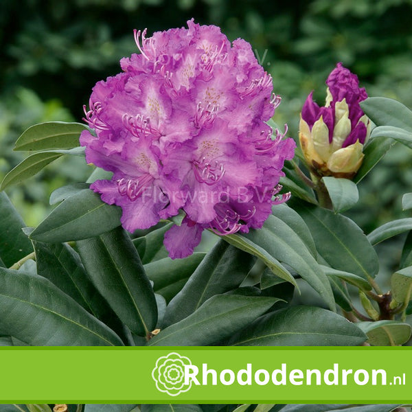 Rhododendron 'Alfred'