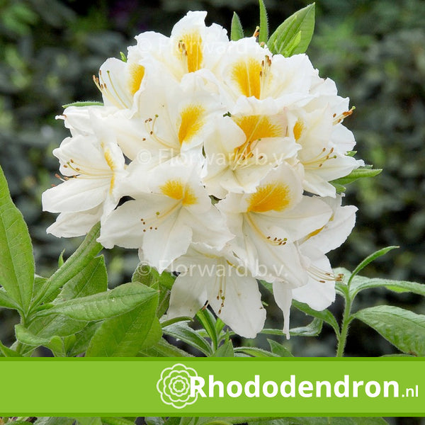 Azalea Mollis 'Persil'